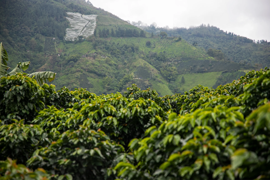 Indonesian Specialty Coffee: A Complete Guide for International Buyers